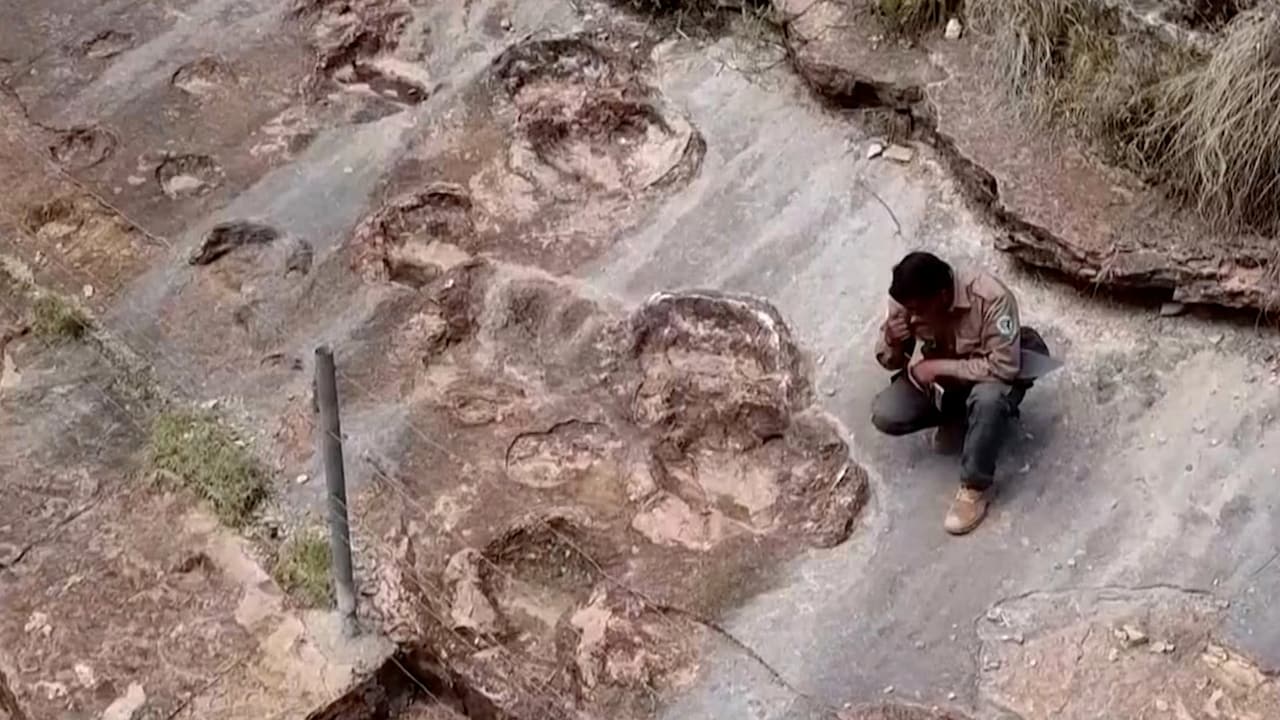 Paleontologen vinden 's werelds grootste dinospoor ooit: 16.600 voetafdrukken in Boliviaanse Andes