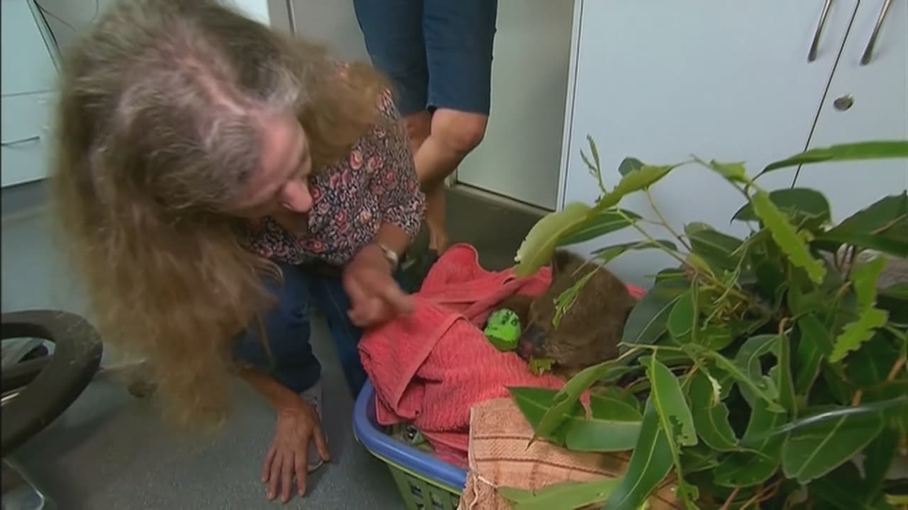 Redder bezoekt haar halfverbrande koala