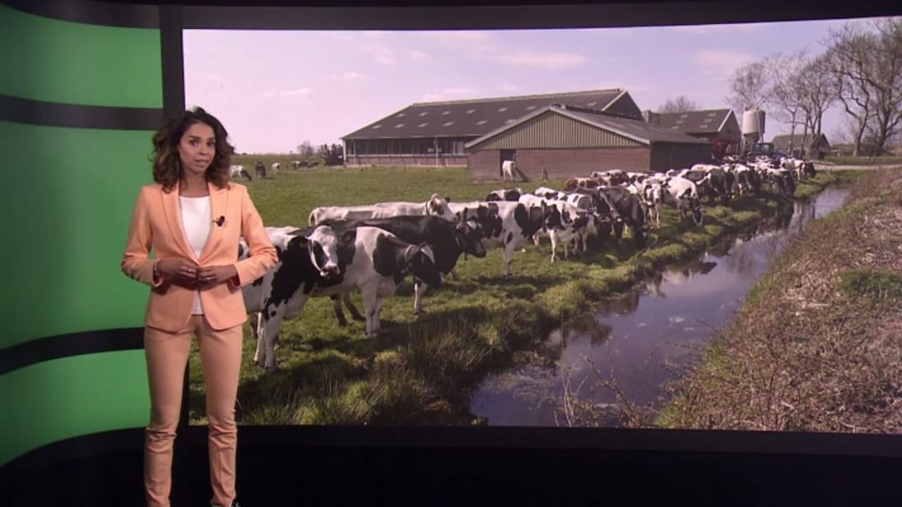 Waarom boeren niet aan drastische stikstofmaatregelen ontkomen