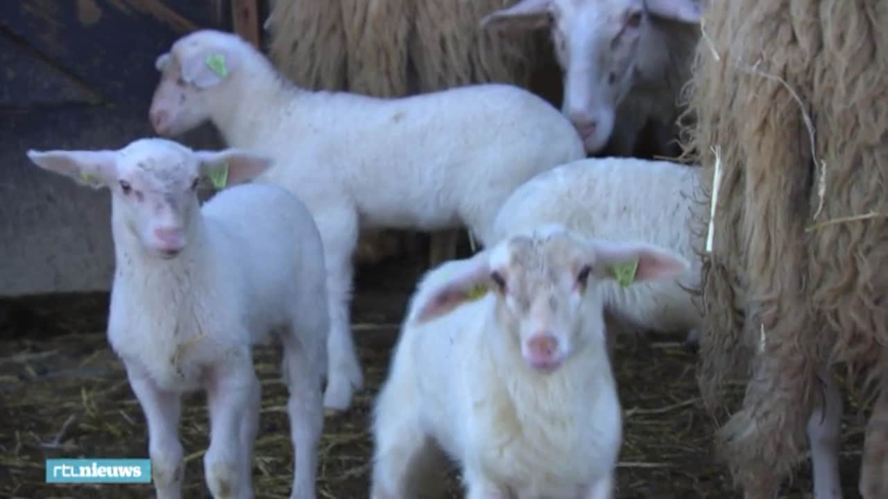Deze lammetjes mochten al de wei in