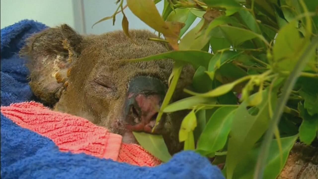 Koala Lewis na spectaculaire redding alsnog aan verwondingen overleden