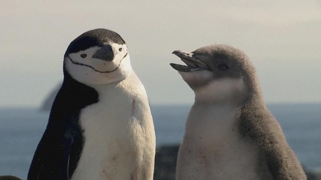 Aantal stormbandpinguïns op Antarctica daalt hard