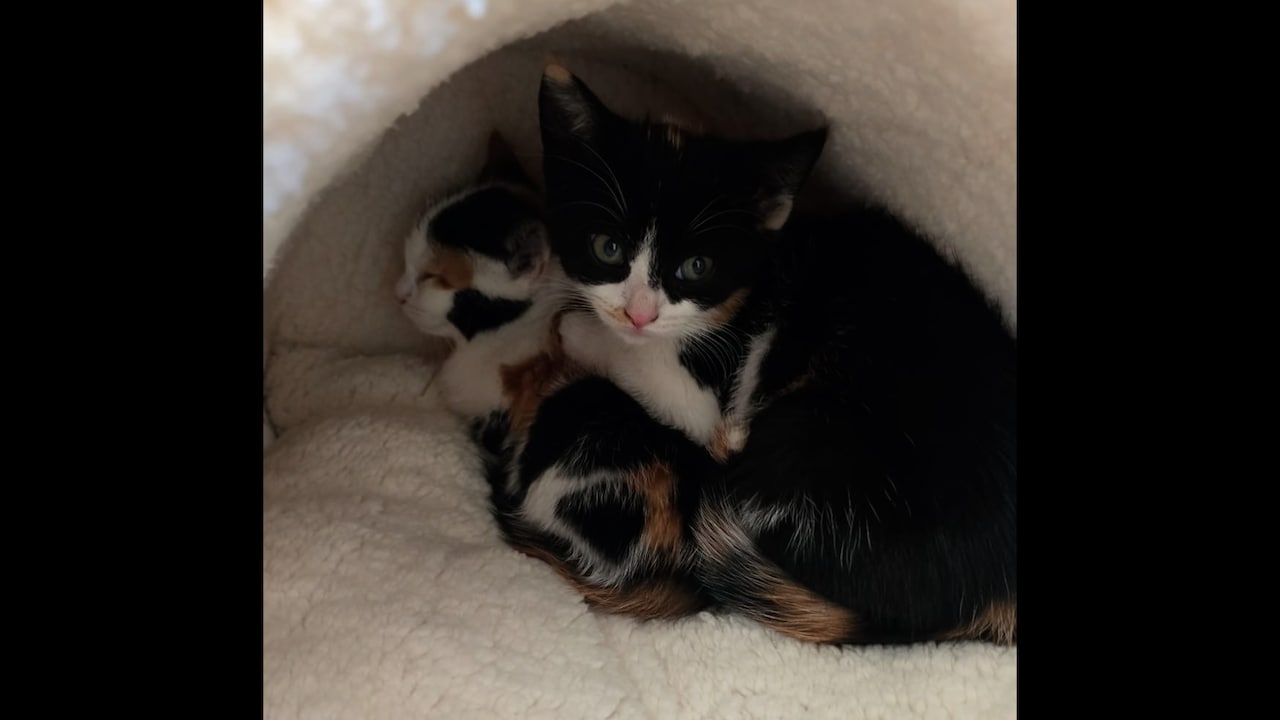 Ashleys kittens stierven aan vogelgriep: 'Mijn zoontje zag iets in haar oog'