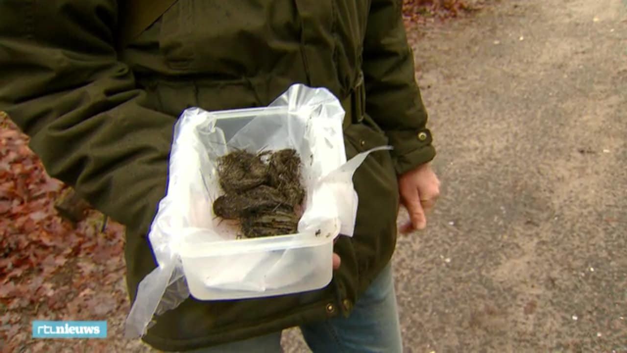 Deze poep was het bewijs dat de wolf in Nederland gevestigd is