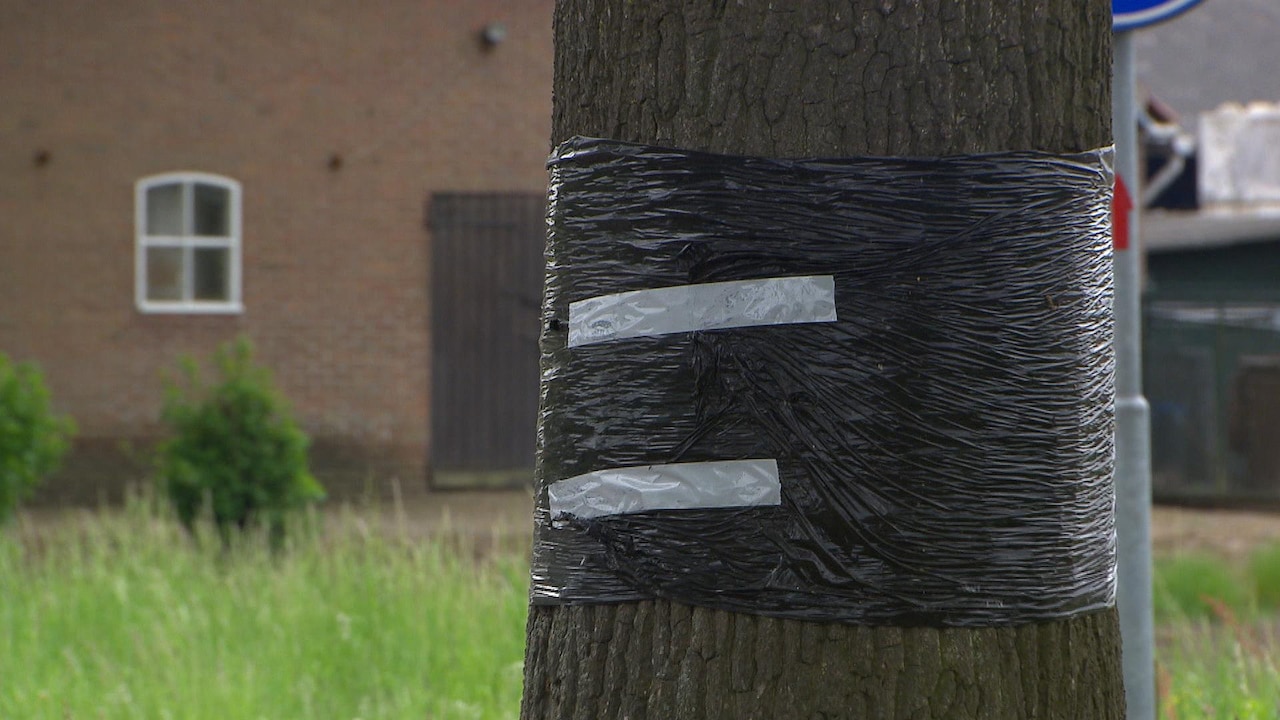 Plastic om bomen tegen de processierups? 'Doe maar niet'