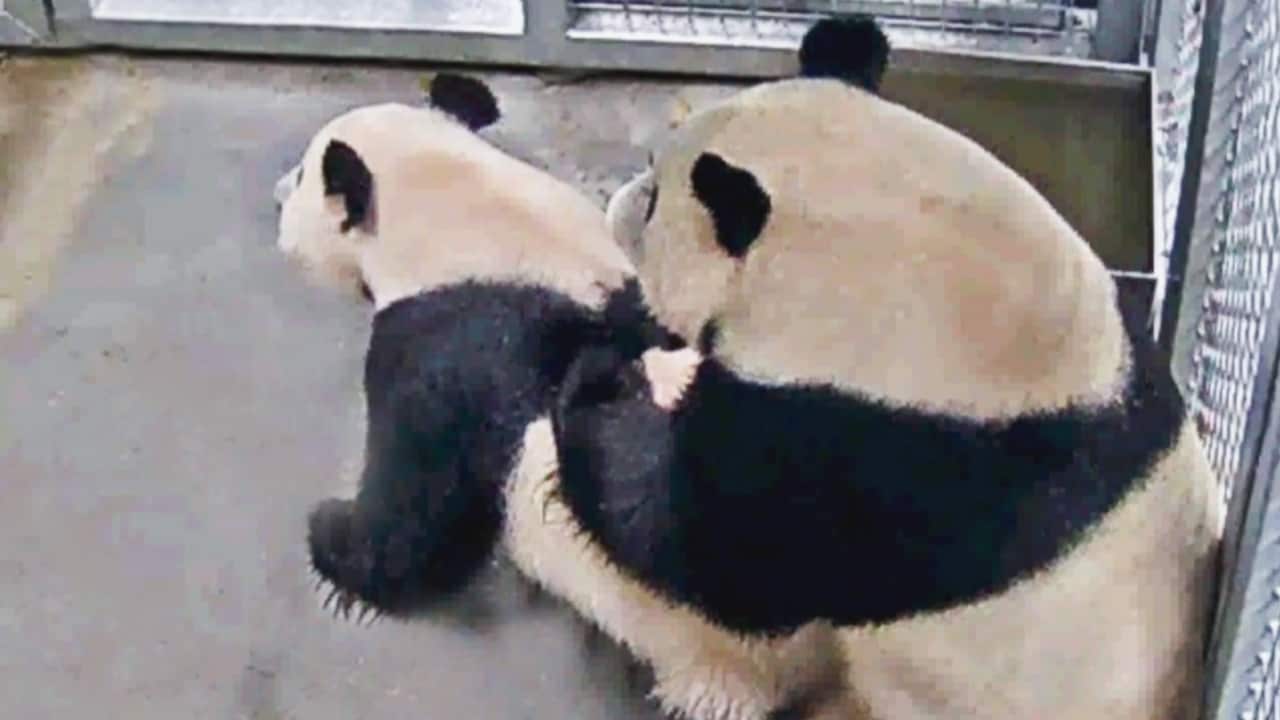 Eerste keer seks voor panda's in Rhenen: 'Duurde wel 2 minuten'
