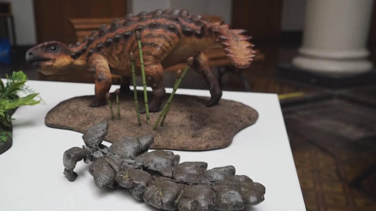 Bekijk ook - Unieke staart als wapen: nieuwe dino ontdekt in Chili