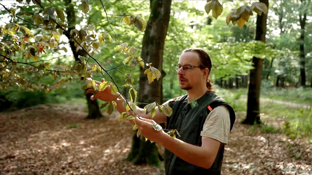 Door de droogte lijkt de herfst al begonnen in het bos: