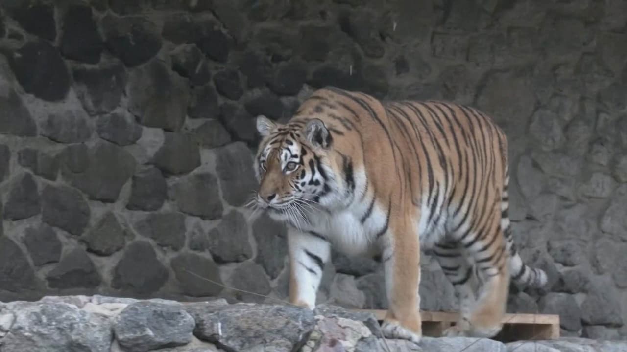 Bekijk ook: Duizenden beesten in dierentuin Oekraïne in de stress