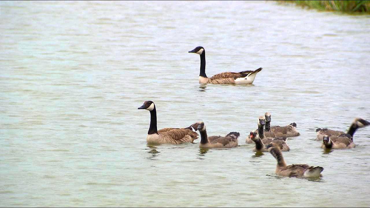 Bekijk ook: Dieren lijken 'dronken' door vogelgriep