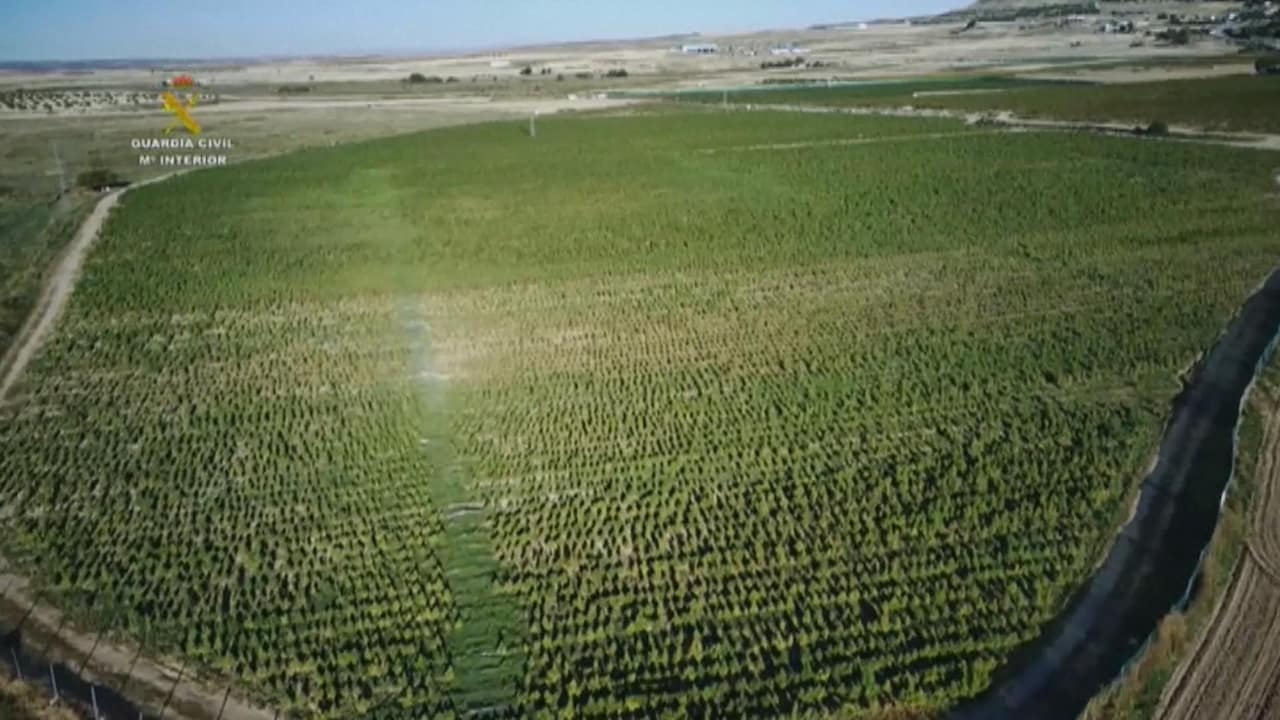Bekijk ook: Spaanse politie rolt grootste wietplantage van Europa op