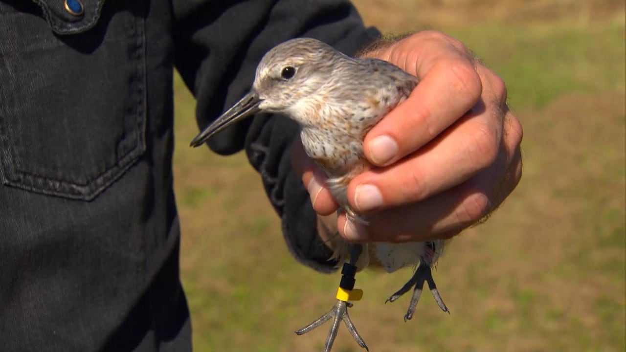 Bekijk ook - Vorm dieren verandert door opwarmende aarde: 'Heel zorgelijk'