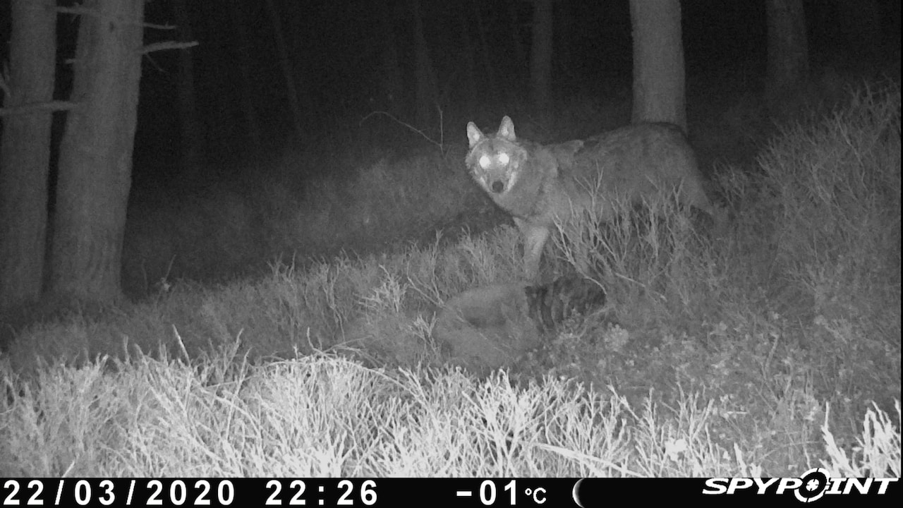 Wolven verspreiden zich steeds verder op de Veluwe
