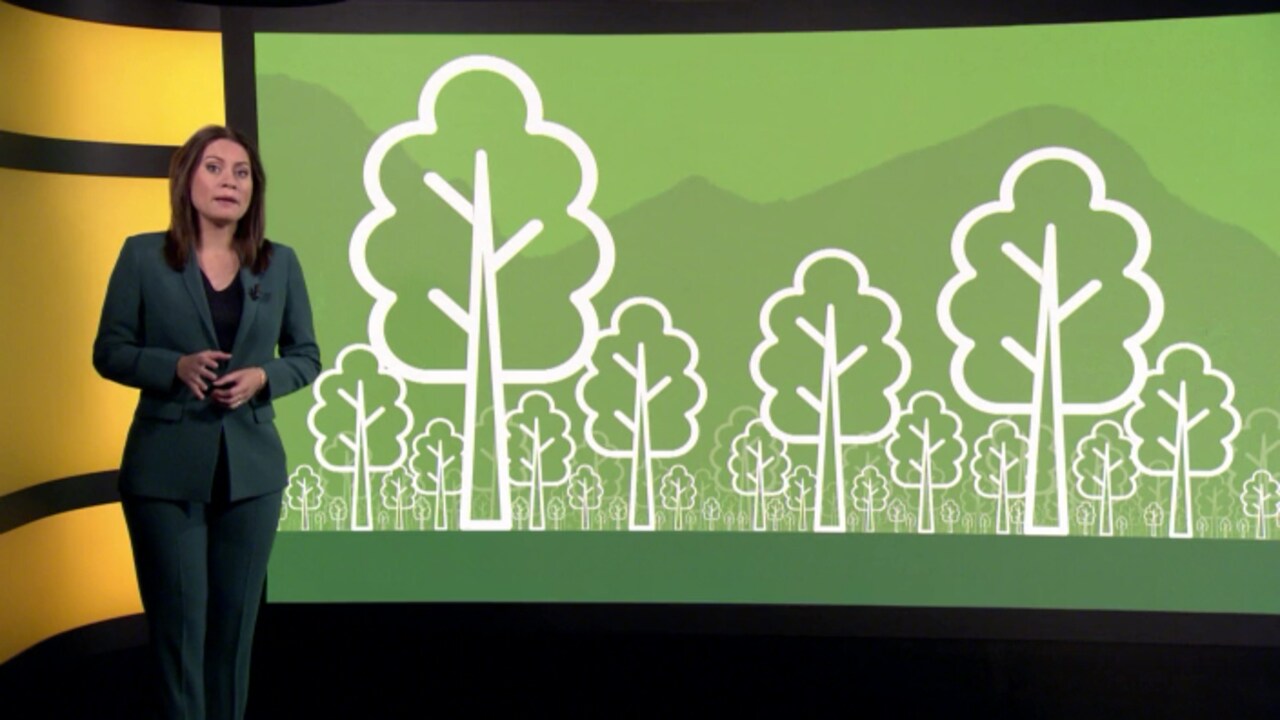 We moeten een biljoen bomen platen om het klimaat te redden, lukt dat?