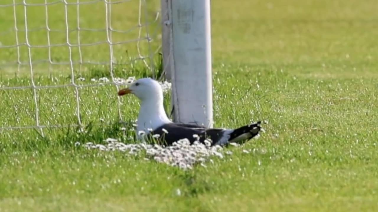 Broedende meeuw zit voetbalclub Den Haag in de weg: 'Leuk is anders'