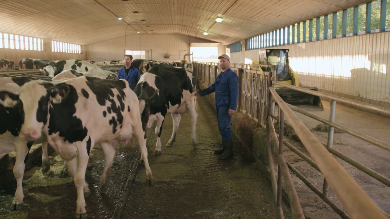 Bekijk ook - Nederlandse boeren verhuizen naar Canada: 'Voelt veel vrijer'