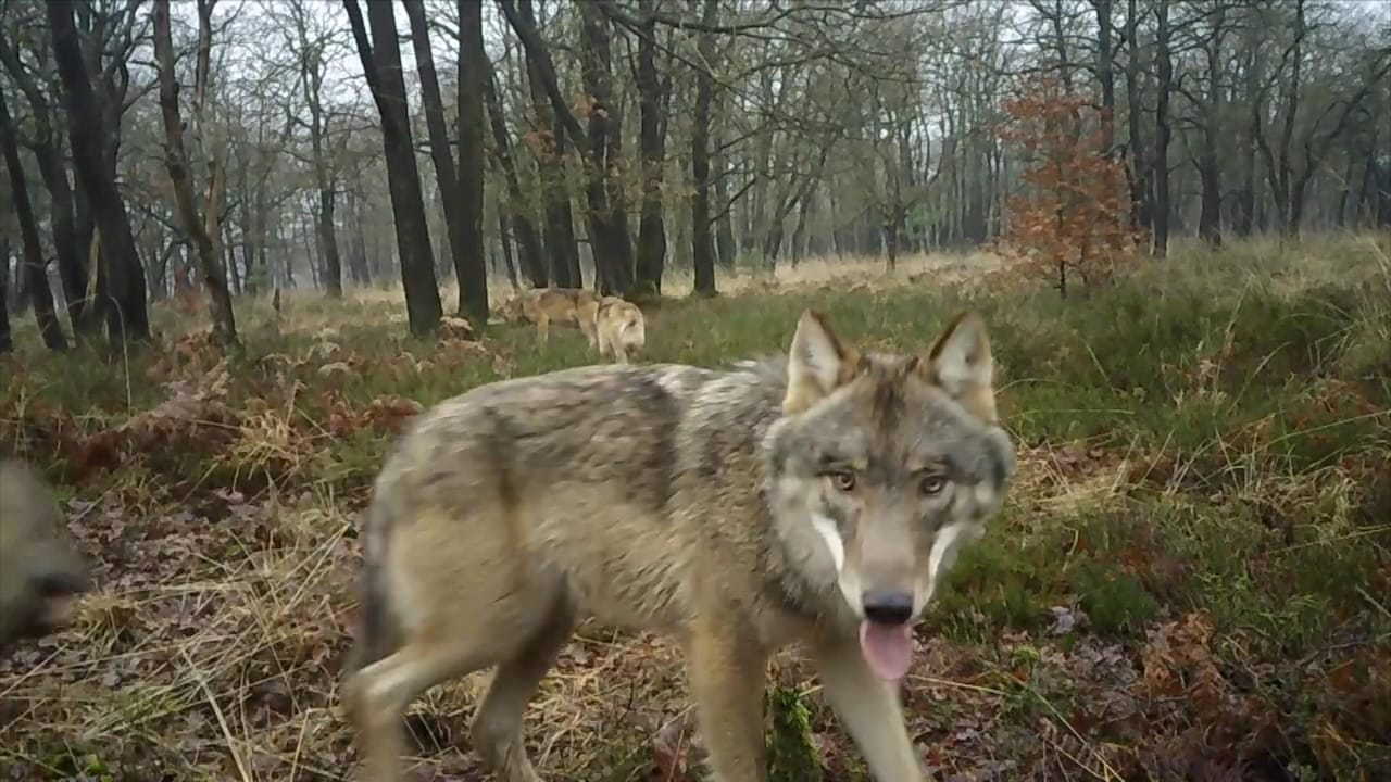 Bekijk ook: Wolvenfamilie Veluwe voor het eerst te zien op camera