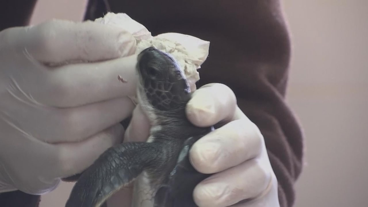 Kijk ook: Zeeschildpadden onder de olie, mayonaise moet ze redden