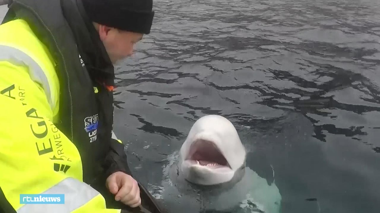 Bekijk ook: Noorse vissers vinden walvis met harnas: 'Waarschijnlijk van het Russische leger'