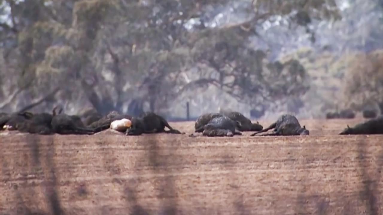 Hartverscheurende beelden van verbrande dieren