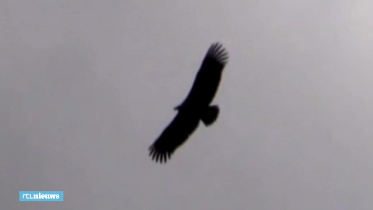 Bekijk ook: vogelaars spotten grootste roofvogel van Europa
