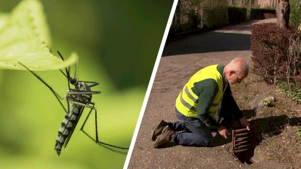Bekijk ook: Misschien zit-ie ook wel in jouw tuin