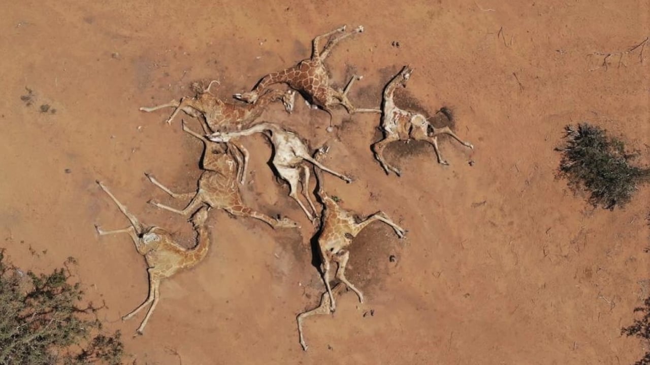 Bekijk ook: Genadeloze droogte zorgt voor giraffenkerkhof in Kenia