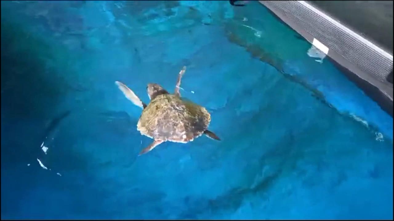Bekijk ook: Zeer zeldzame zeeschildpad aangespoeld in Zeeland