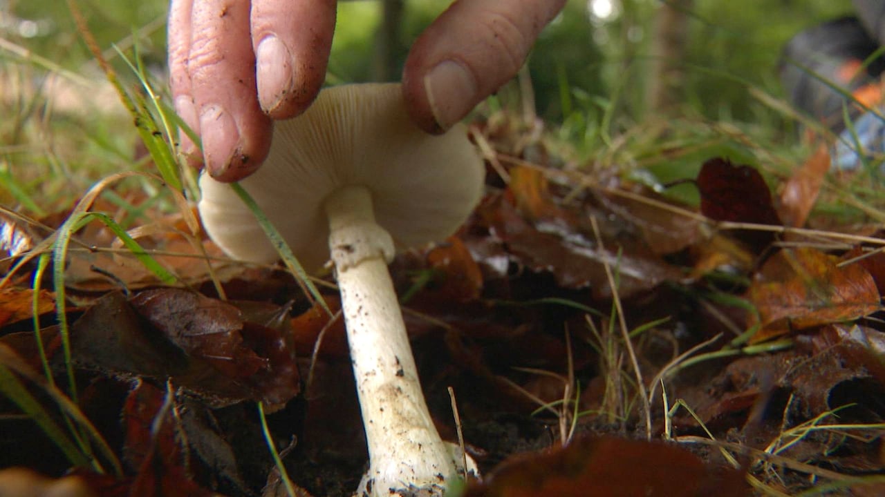 Bekijk ook: paddenstoelen plukken? 'Focus op herkenbare soort'