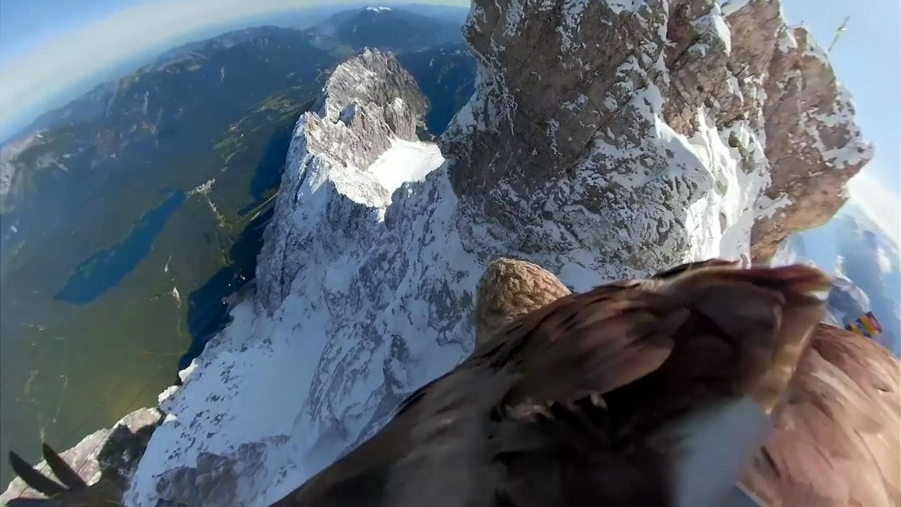 Bekijk ook: Vlieg mee met deze zeearend boven de Alpen