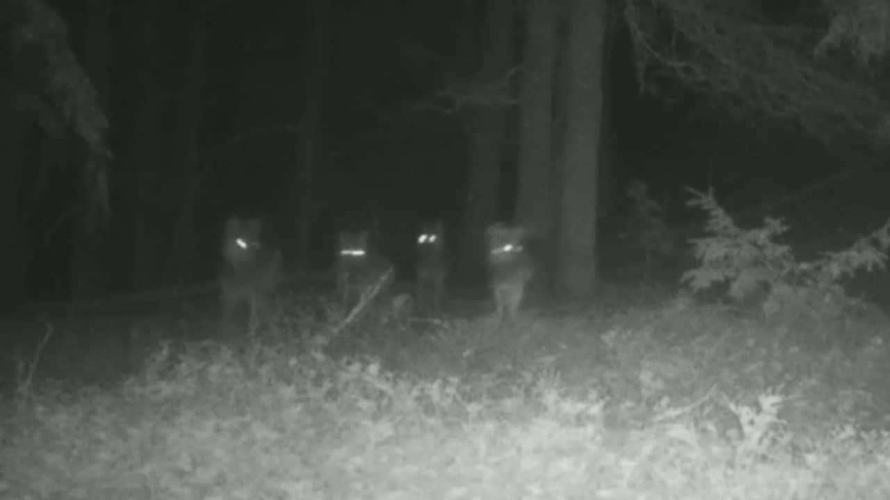 Bekijk ook: roedel van 9 wolven gespot op de Veluwe