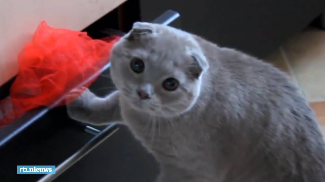 70 minuten kattenfilmpjes kijken in bios: 'Krijg er geen genoeg van'