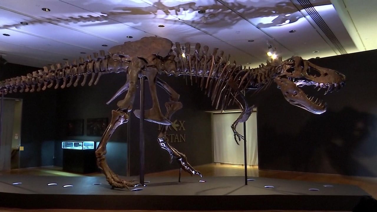 Bekijk ook: T. rex wordt geveild: 'Er bestaan maar drie echt mooie skeletten'