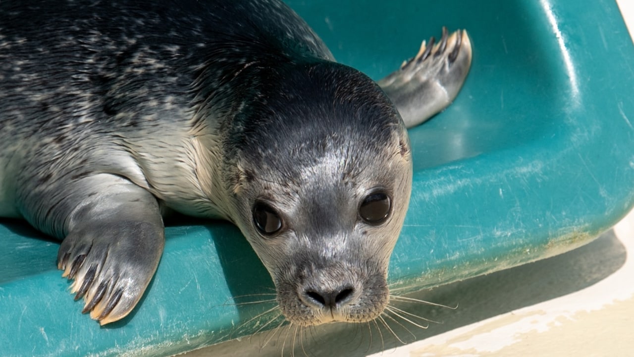 In Nederland worden veel zeehondenpups opgevangen, die soms door contact met mensen zijn verstoten: