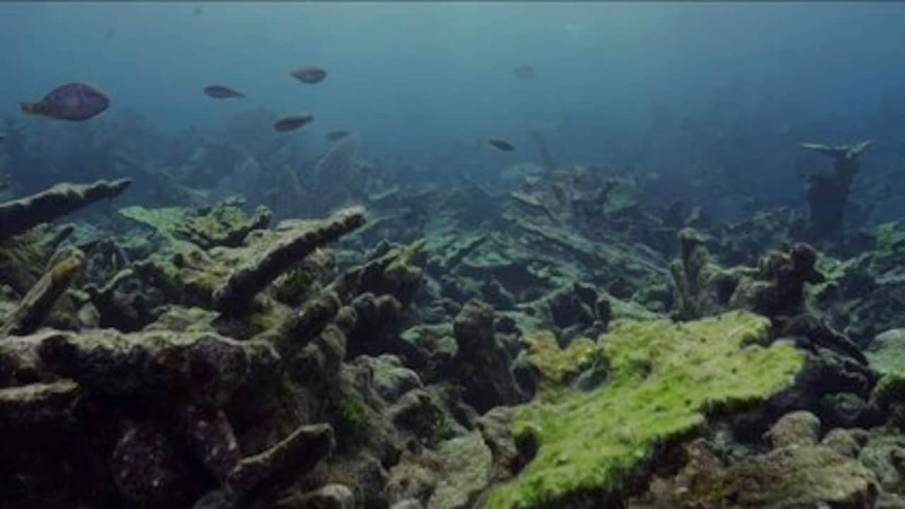 Jonge oceaanambassadeur Kjeld naar VN: 'We putten de zeeën uit'