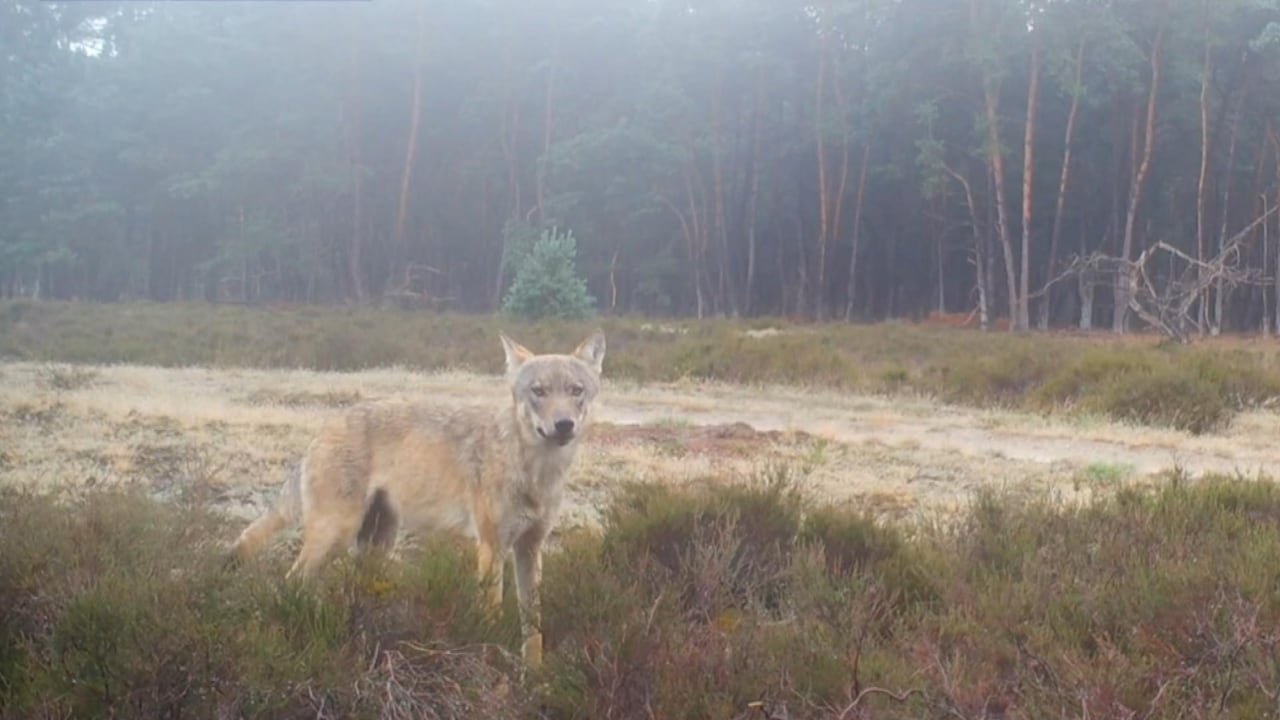 Bekijk ook: Voor deze wolfbeelden hoef je de deur niet uit