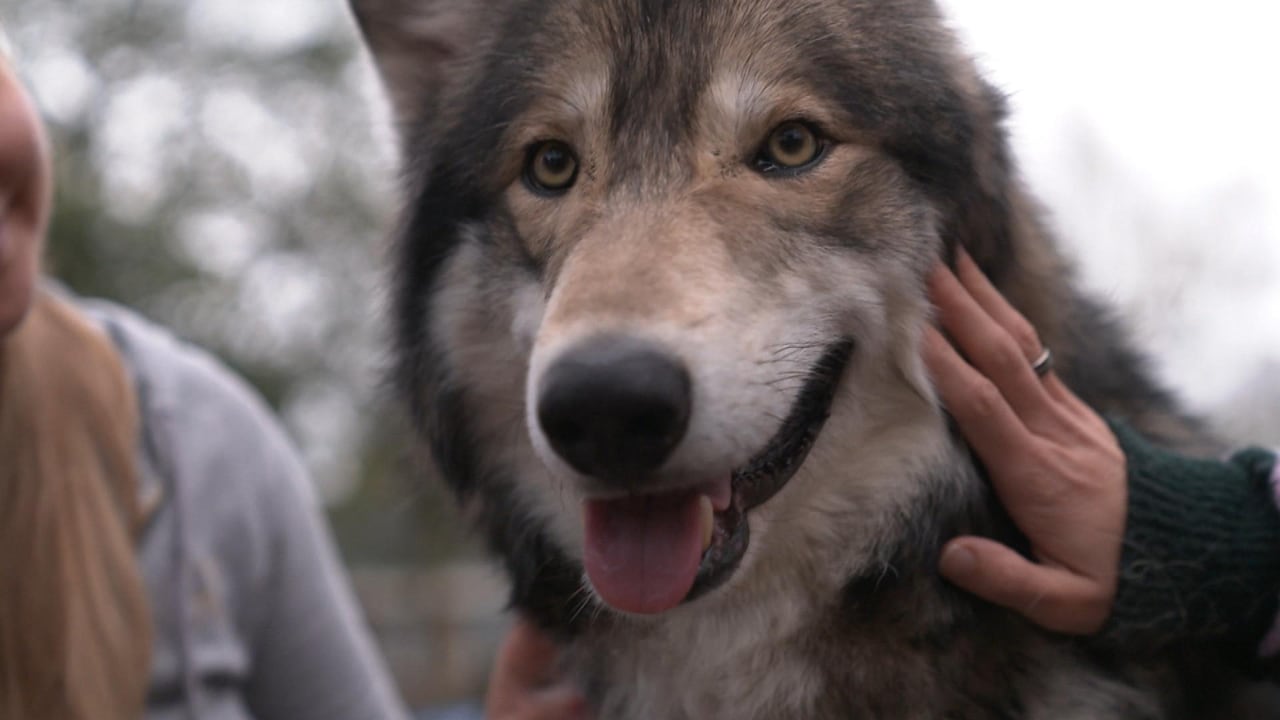 Bekijk ook: Een wolf of toch niet? Dit zijn de verschillen