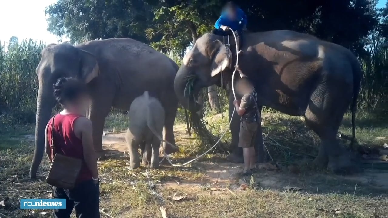 Vastgebonden en geslagen: olifantjes in Thailand wreed mishandeld