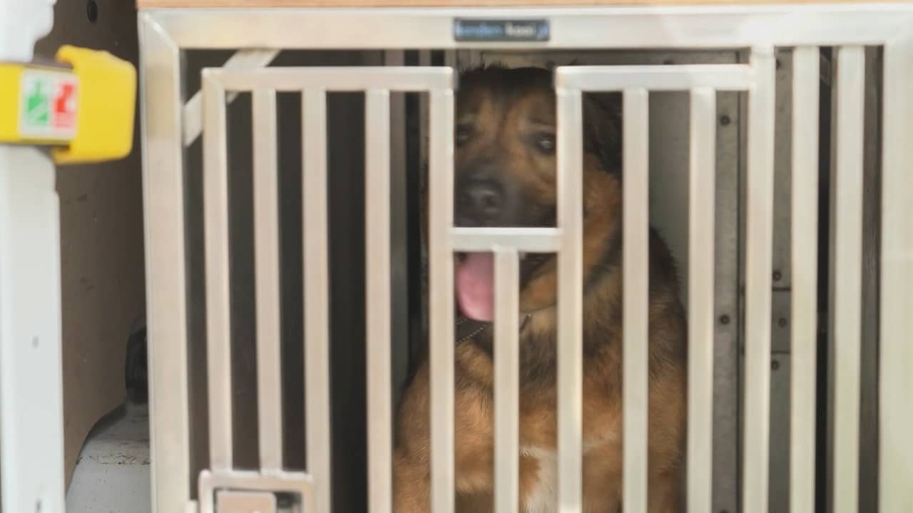 Bekijk ook: Tbs-kliniek voor bijtende honden: 'Niet elke hond keert terug in de maatschappij'