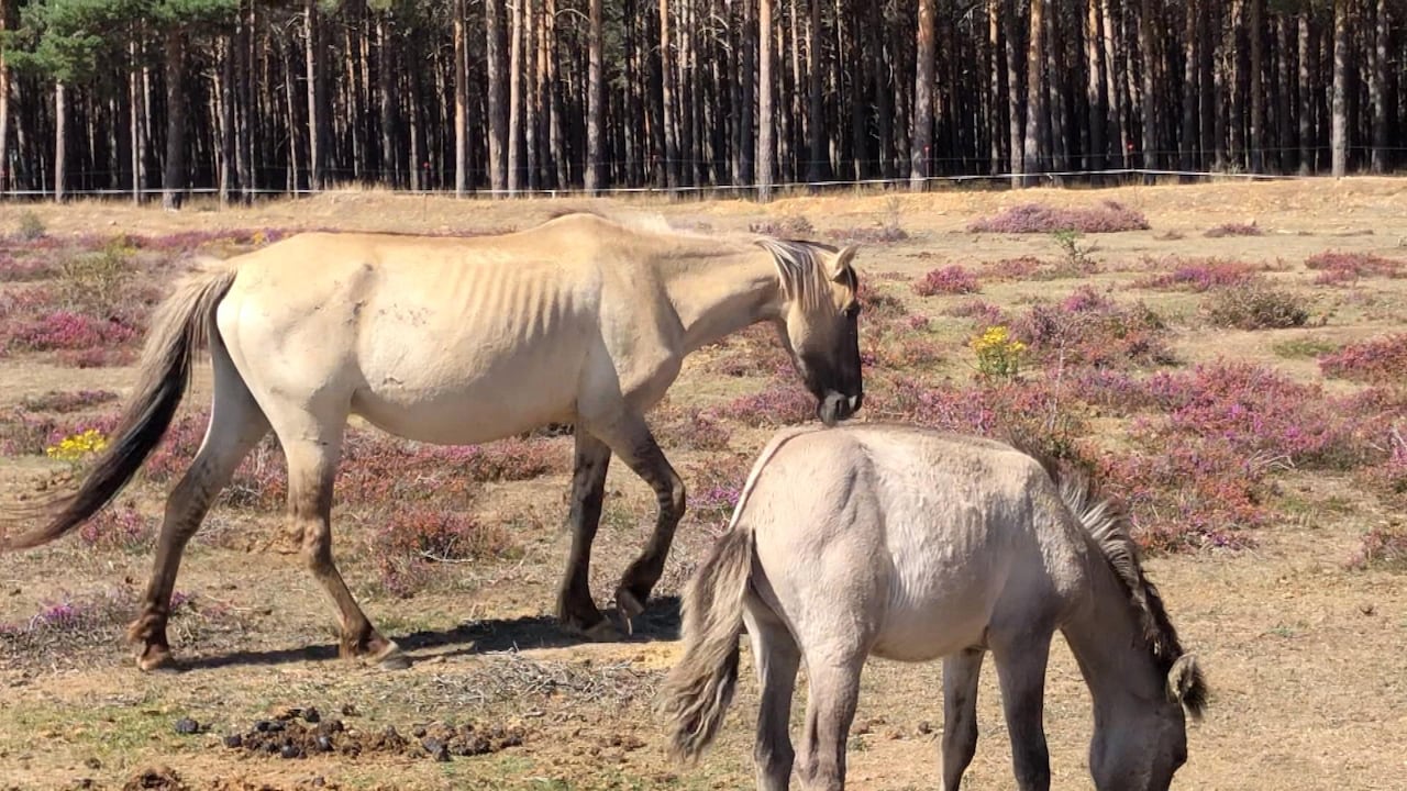 Verzwakte konikpaarden in Spanje