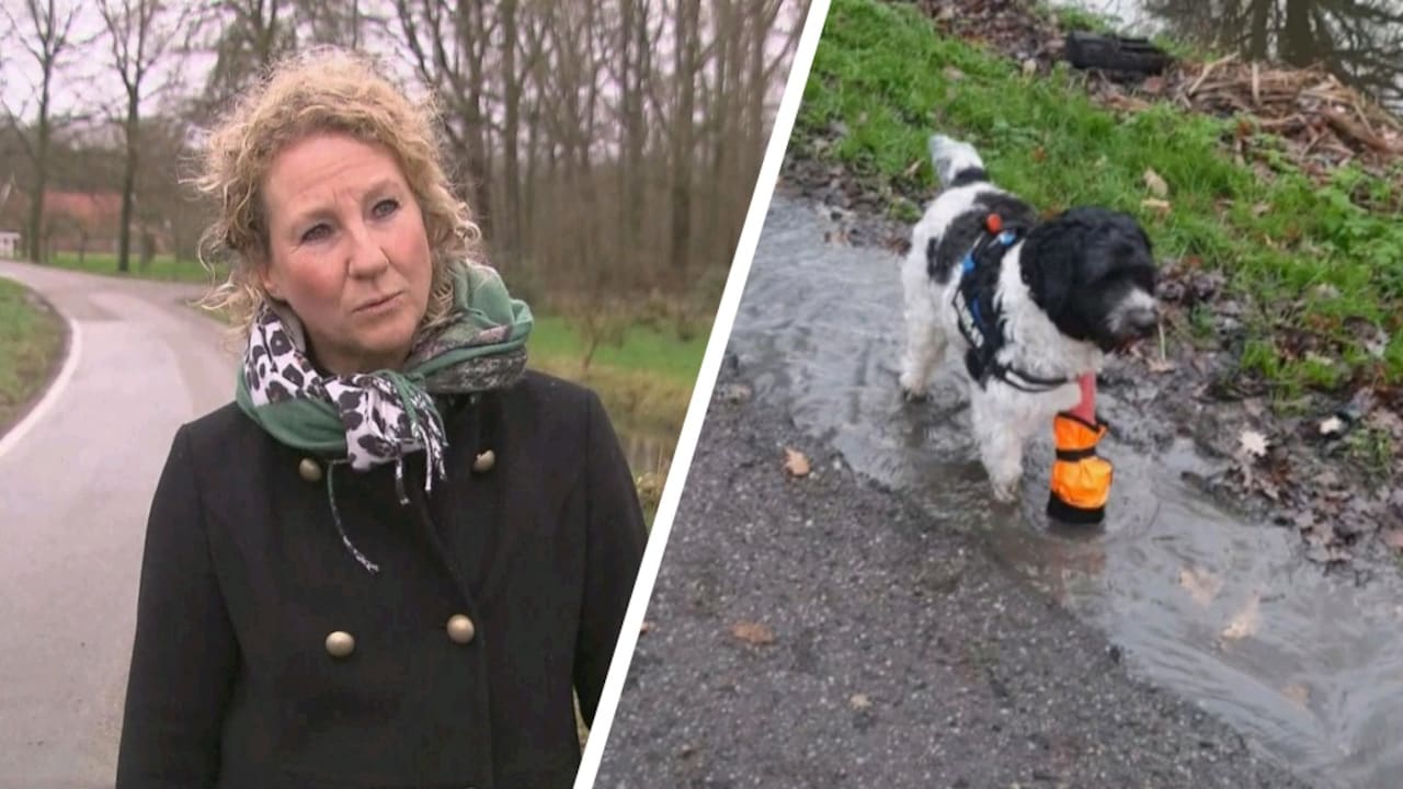 Bekijk ook: Huisdieren voor duizenden euro's opgelapt: 'Dat doe je gewoon'