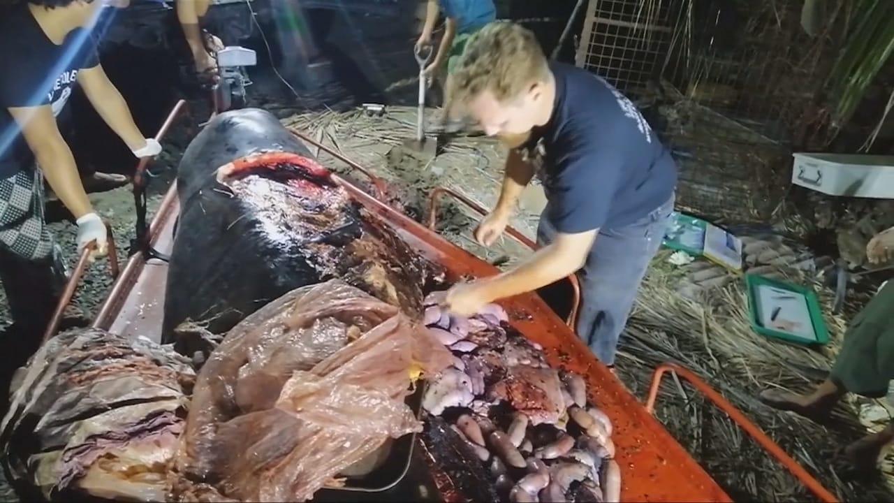 Dit is wat plastic in een walvis doet