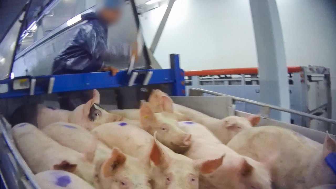 Undercoverbeeld: varkens mishandeld bij groot Nederlands slachthuis