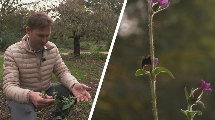 Bloeiende bloemen, zoemende bijen en overal onkruid: 'Echt niet normaal'
