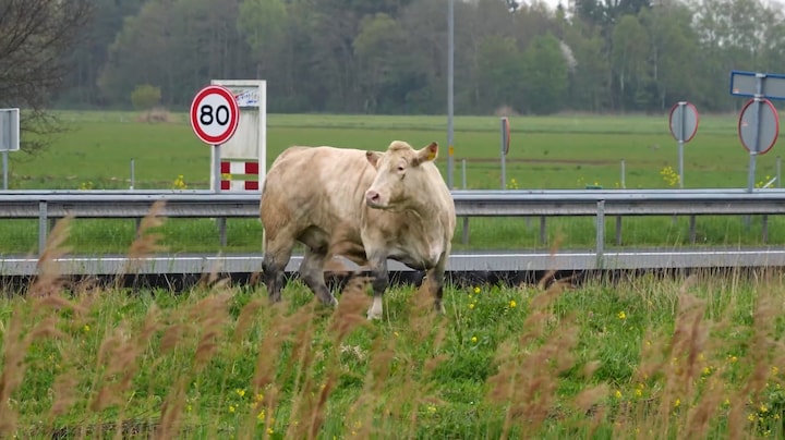 Ontsnapte koe in Groningen door politie doodgeschoten