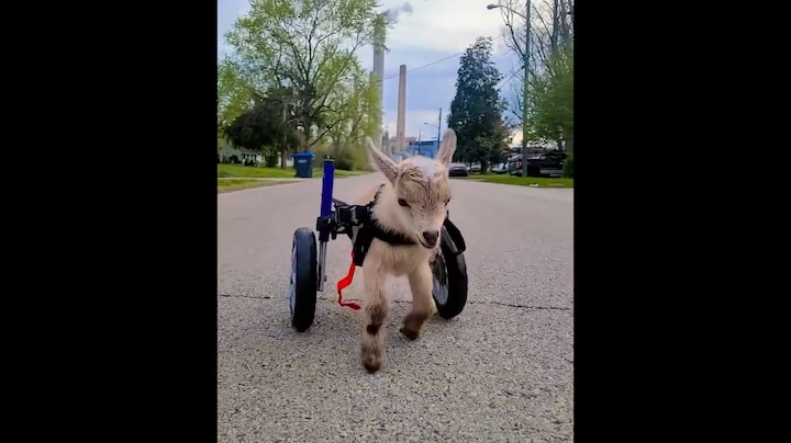 Verlamd geitje rent met deze wieltjes weer rond