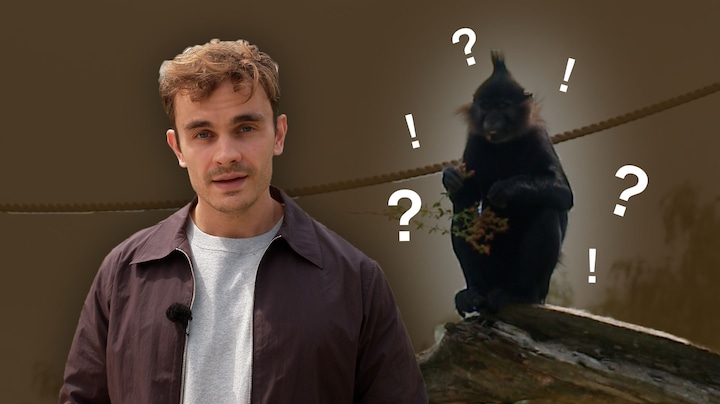 Ontsnapte aap is terug bij Beekse Bergen, maar jij gaat 'm niet meer zien