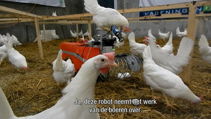 Kinderachtig Verhuizer Afgrond Kip ik heb je! Dit robotje raapt eieren | RTL Nieuws