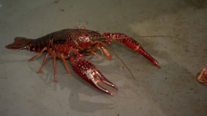 Waarom een bitterbal van rivierkreeften onze natuur kan helpen redden