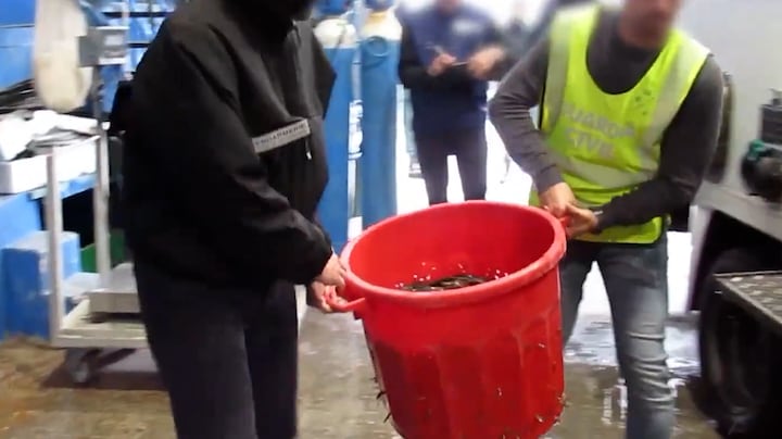 Illegale mijardenhandel in paling: Volendam werkt aan de oplossing